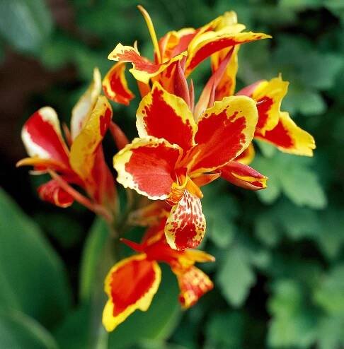 Lucifer canna with bright red flowers edged in yellow