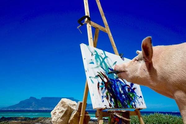Pigcasso, prase vystavující vlastní malby
