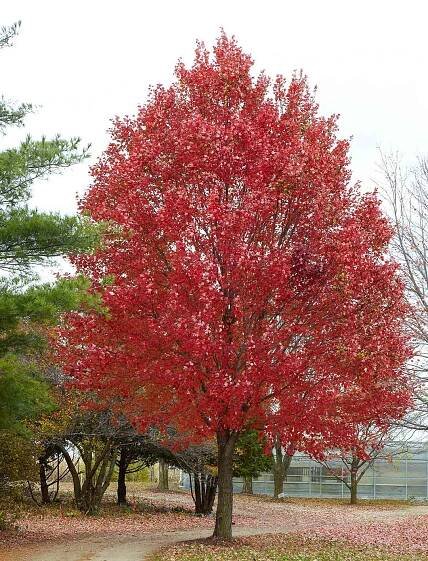 red maple acer rubrum tree along road