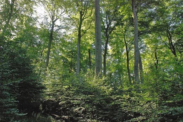 Forstgenossenschaft Bornum | WaldProblematik