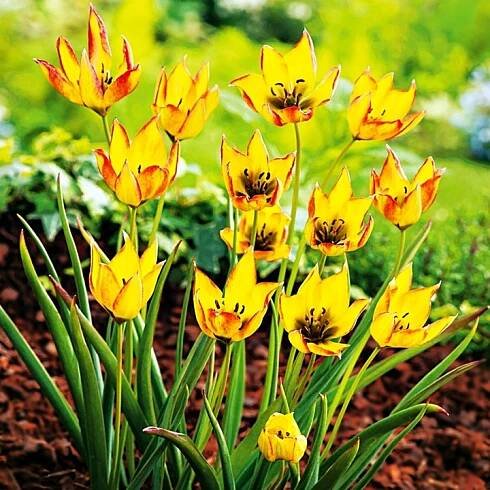 Tulipán Botanický Orphanidea Flava 5 ks Tulipány Cibulky Tulipánů Cibule