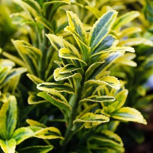 Čmelín japonský 'Microphyllus Aureovariegatus' (Euonymus fortunei) 1.0L