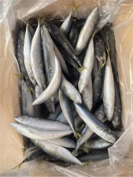 Scombroid Mackerels