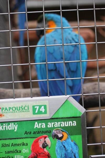 I papoušci měli svátek. Alespoň ti v bošovické zoo, které přišly krmit děti