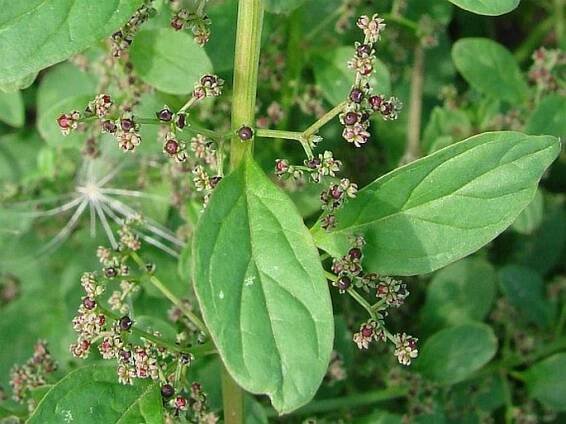Chenopodium polyspermum - foto: Ladislav Hoskovec