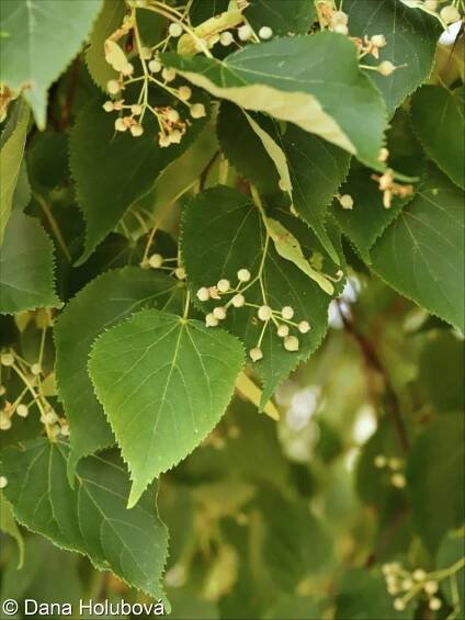 Tilia cordata – lípa srdčitá, lípa malolistá