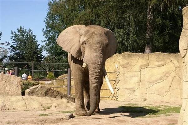 ZOO Dvůr Králové nad Labem – Camp Dolce