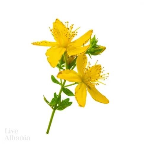 Třezalka tečkovaná (Hypericum perforatum) - sušená, celá