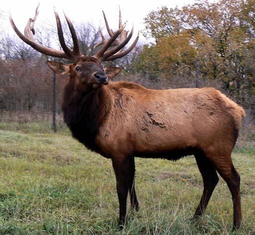 Wapiti