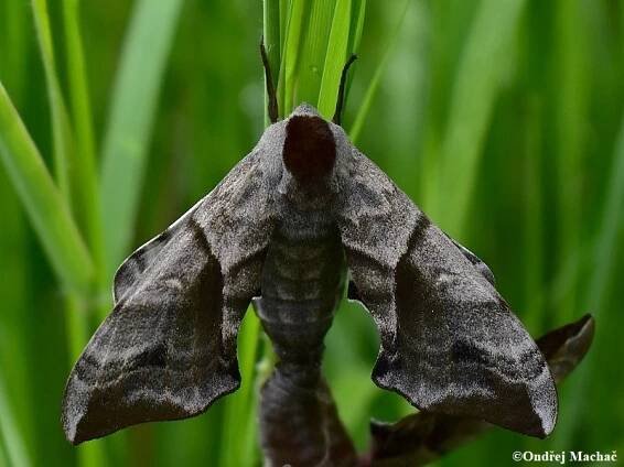 Smerinthus ocellatus - lišaj paví oko | Sphingidae - lišajovití | Natura Bohemica