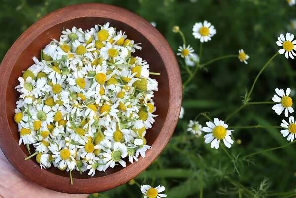 Chamomile
