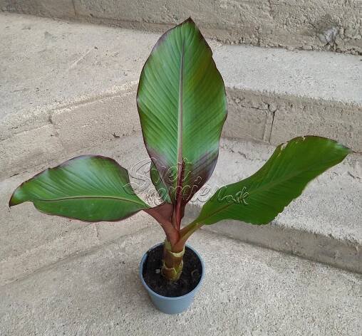 Ensete ventricosum Maurelii