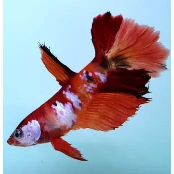 Betta splendens - Nemo Halfmoon