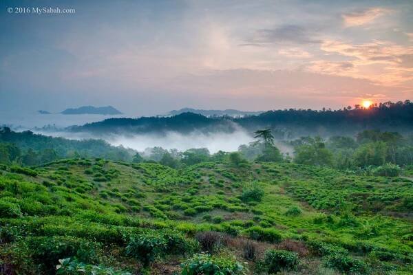 Sabah Tea Plantation during sunrise