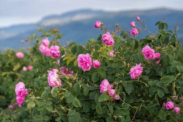roses of damascena varietal