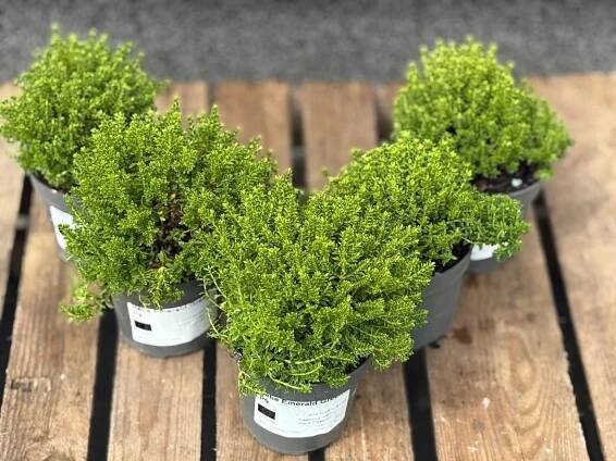 SET 5X Hebe Emerald Green IDEÁLNÍ NA ŽIVÉ PLOTY, sazenice P9 / 0,5L