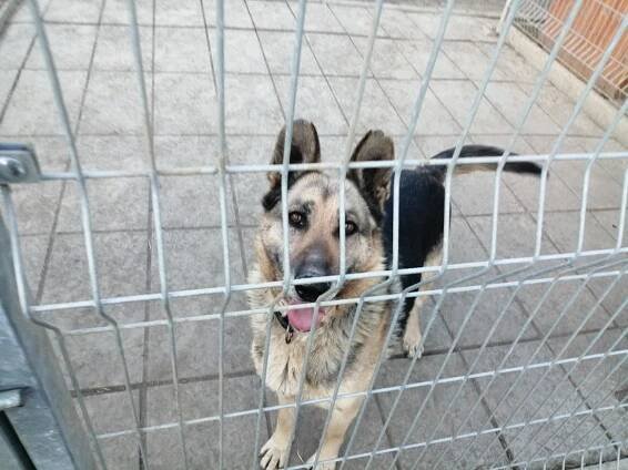 Psi k adopci z útulků, azylů a neziskových organizací