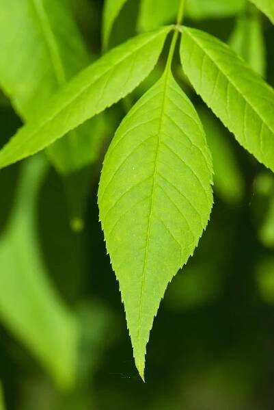 Jasan čtyřhranný (Fraxinus quadrangulata), listy