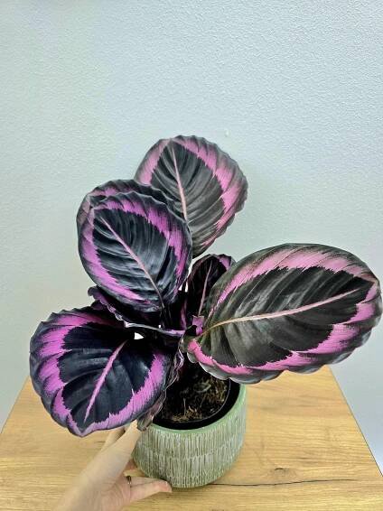 Calathea Roseopicta Dottie