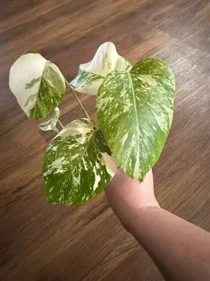 Monstera Alba Variegata (silně panašovaná)