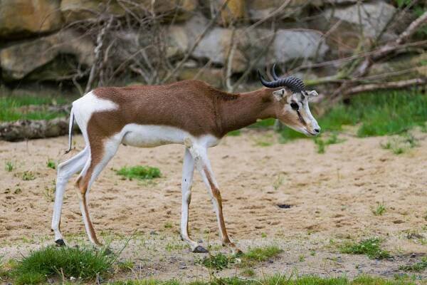 Gazela dama, foto: Petr Hamerník, Zoo Praha