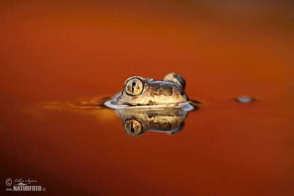 Blatnice skvrnitá | Naturfoto.cz