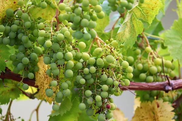 Grape, Hrozny, Vinná Réva, Pneumatika