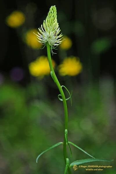 Botanics of the world @ Roger Jourdain, Best of the Best FIAP 2016 and 2017