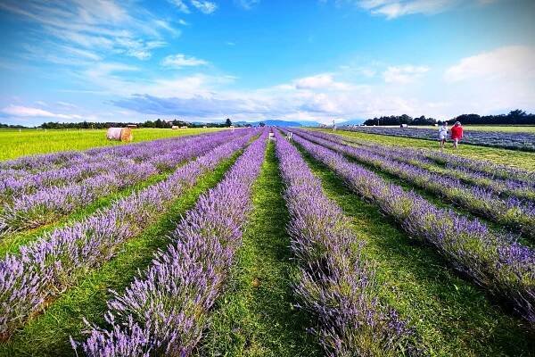 VIDEO: V podhůří Beskyd jako v Provence. Sezona v levandulovém moři vrcholí