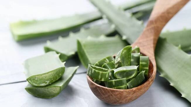 Aloe vera: přírodní léčitel v domácí lékárně