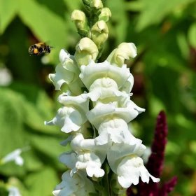 Hledík větší bílý – Antirrhinum majus – semena okrasných květů