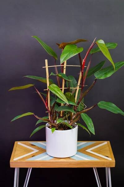 Philodendron ‘Ruby‘ (veľký)