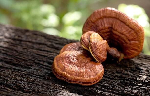 Není Reishi jako Reishi