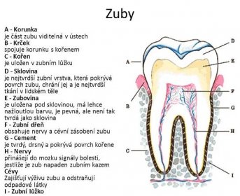 A - Korunka je část zubu viditelná v ústech B - Krček spojuje korunku s kořenem C - Kořen je uložen v zubním lůžku D - Sklovina je nejtvrdší zubní vrstva, která pokrývá povrch zubu, chrání jej a je nejtvrdší tkání v lidském těle E - Zubovina je uložena pod sklovinou, má lehce nažloutlou barvu, je pevná, ale není tak tvrdá jako sklovina F - Zubní dřeň obsahuje nervy a cévní zásobení zubu G - Cement je tvrdý, drsný a pokrývá povrch kořene H - Nervy přinášejí do mozku signály bolesti, jestliže je zub napaden zubním kazem Cévy Zajišťují výživu zubu a odstraňují odpadové látky I - Zubní lůžko