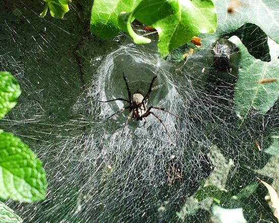 Soubor:Agelenidae labyrinthica.JPG – Wikipedie