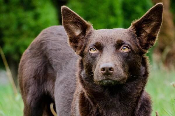 Australská kelpie – aktivní pracant a bavič