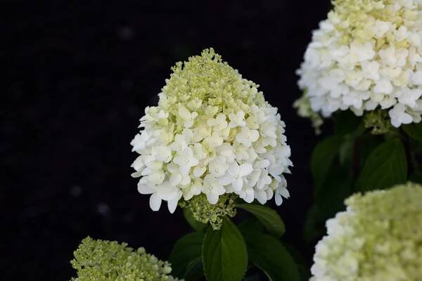 Hydrangea paniculata Living Sugar Rush EU-S – Helmers Baumschulen
