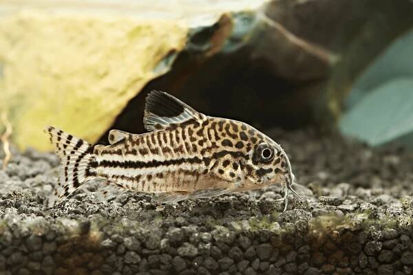 Corydoras julii julii cory leopard catfish