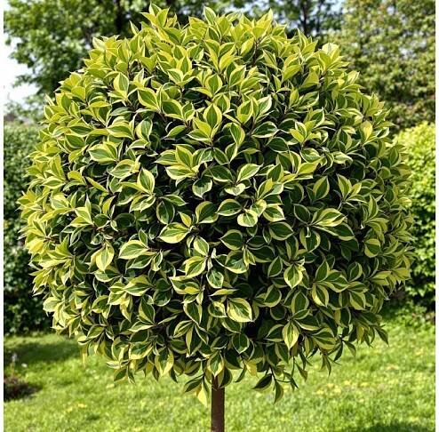 Brslen japonský ‘Kathy’ na kmínku 90 cm (Euonymus japonicus ‘Kathy’) – elegantní stálezelený „stromek“