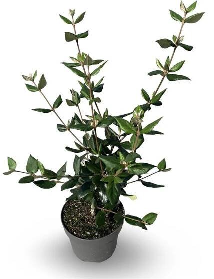 Produkte von A-Z - X-Plant
