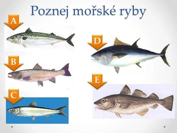 Významné mořské ryby – Materiály pro žáky ZŠ
