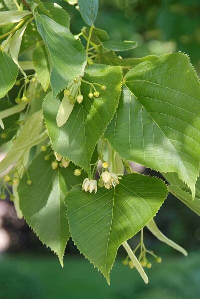 Tilia americana 'Nova' | lípa americká 'Nova' - Van den Berk školky