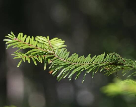 Grand Fir (Abies grandis), Pacific northwest native tree