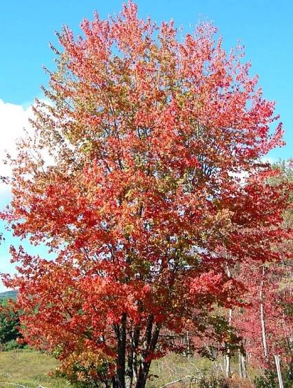 Red maple