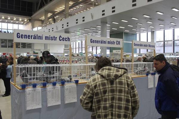 Výstaviště ovládli poštovní holubi. Do Brna zavítali chovatelé z jedenácti zemí