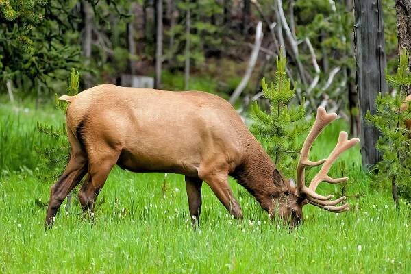 Jelen wapiti (Cervus canadensis)