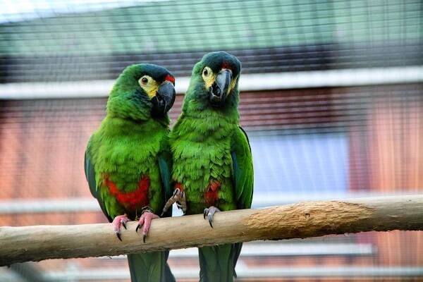 Ara marakána | Papouščí zoologická zahrada