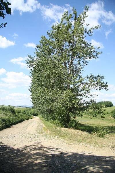 Soubor:Bike path 5212 and 26 to Mastník, Třebíč District.JPG