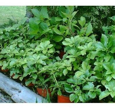 Pachysandra (Pachysandra terminalis)