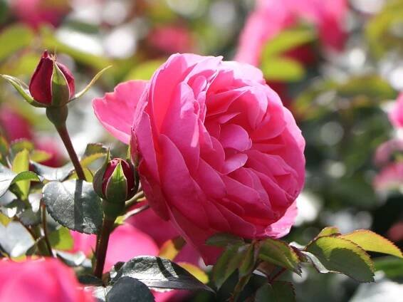 Beetrose 'Leonardo da Vinci' ® - Rosa 'Leonardo da Vinci' ®